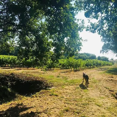 Provencale Familiale Avec Piscine * グリモー