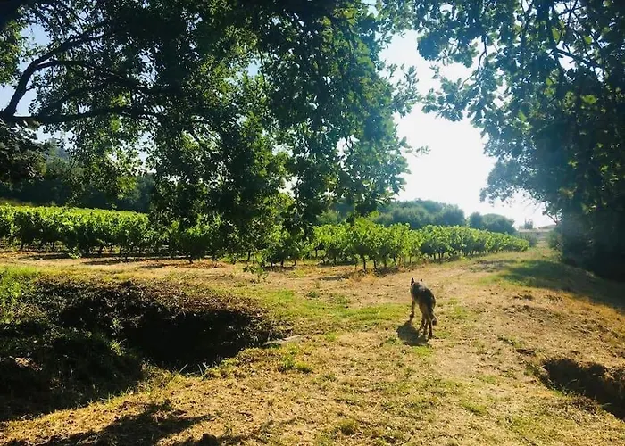 Provençale Familiale Avec Piscine * Grimaud